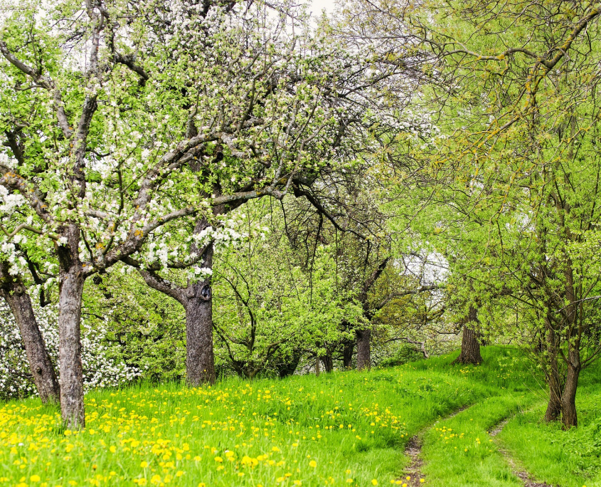 reichdernatur-spring-5320743_1920