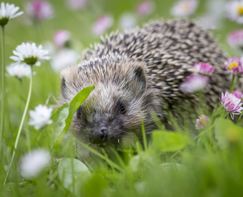 european-hedgehog-4822221_1280