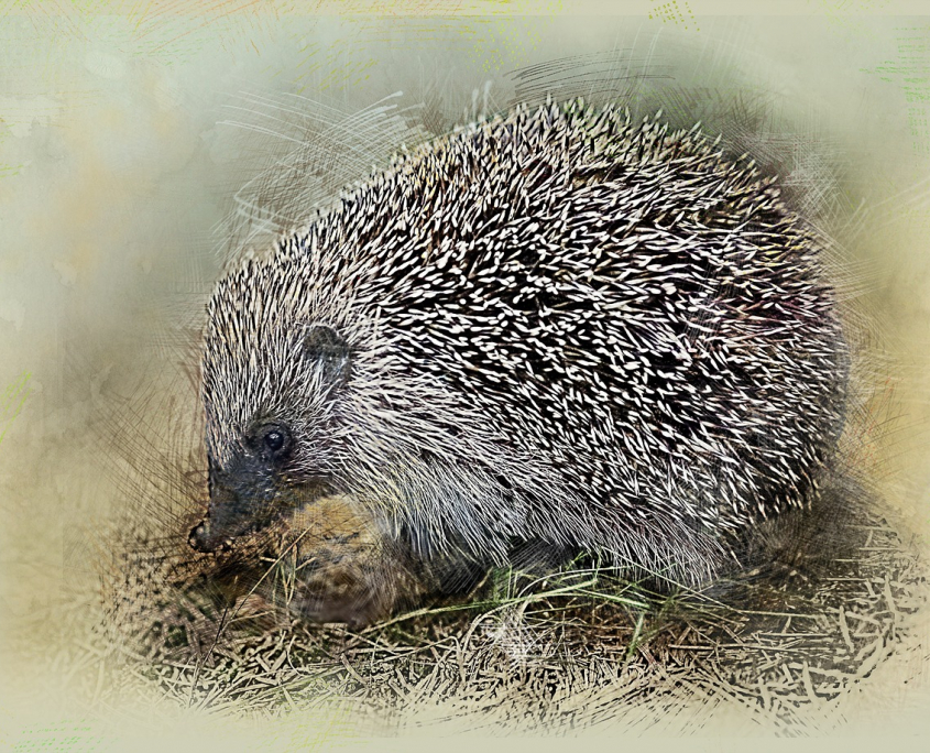 hedgehog-2710130_1280