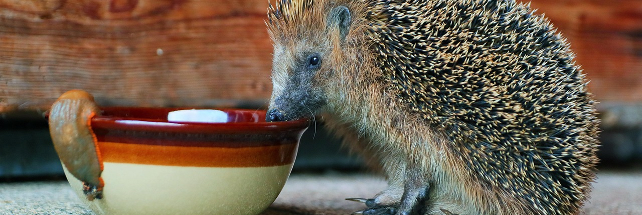 hedgehog-6580563_1280